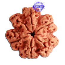 Load image into Gallery viewer, 6 Mukhi Rudraksha from Nepal - Bead No. 329
