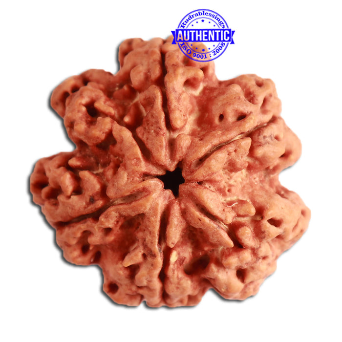 6 Mukhi Rudraksha from Nepal - Bead No. 329