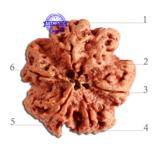 Load image into Gallery viewer, 6 Mukhi Rudraksha from Nepal - Bead No. 329
