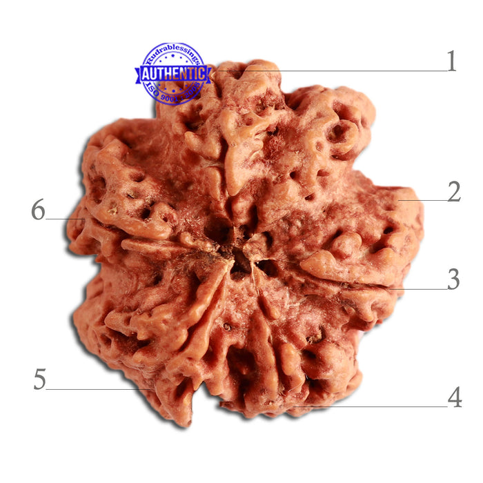 6 Mukhi Rudraksha from Nepal - Bead No. 329