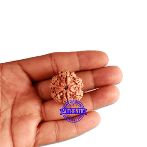 6 Mukhi Rudraksha from Nepal - Bead No. 331