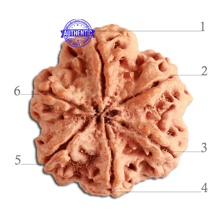 6 Mukhi Rudraksha from Nepal - Bead No. 331