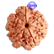 Load image into Gallery viewer, 6 Mukhi Rudraksha from Nepal - Bead No. 332
