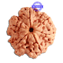 Load image into Gallery viewer, 6 Mukhi Rudraksha from Nepal - Bead No. 332
