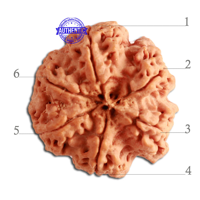6 Mukhi Rudraksha from Nepal - Bead No. 332