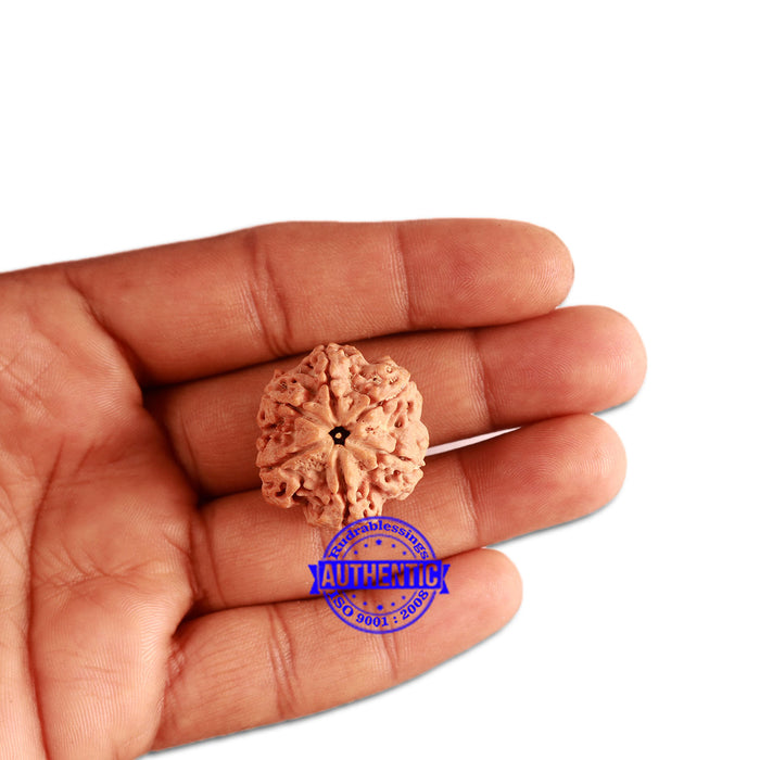 6 Mukhi Rudraksha from Nepal - Bead No. 333