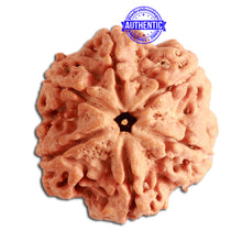 Load image into Gallery viewer, 6 Mukhi Rudraksha from Nepal - Bead No. 333
