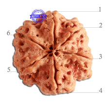 Load image into Gallery viewer, 6 Mukhi Rudraksha from Nepal - Bead No. 333
