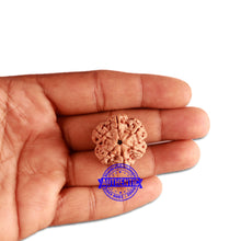 Load image into Gallery viewer, 6 Mukhi Rudraksha from Nepal - Bead No 334
