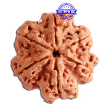 Load image into Gallery viewer, 6 Mukhi Rudraksha from Nepal - Bead No. 335
