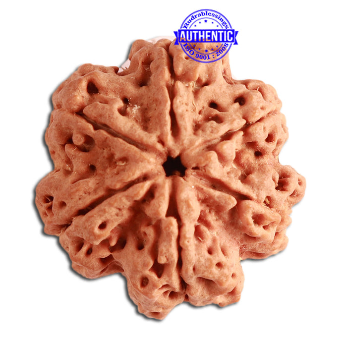 6 Mukhi Rudraksha from Nepal - Bead No. 335