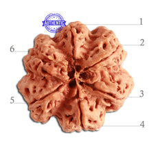 Load image into Gallery viewer, 6 Mukhi Rudraksha from Nepal - Bead No. 335
