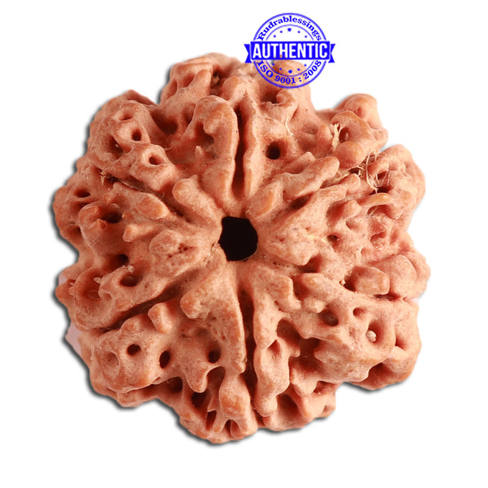 6 Mukhi Rudraksha from Nepal - Bead No. 336