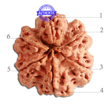 Load image into Gallery viewer, 6 Mukhi Rudraksha from Nepal - Bead No. 336

