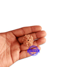Load image into Gallery viewer, 6 Mukhi Rudraksha from Nepal - Bead No. 337
