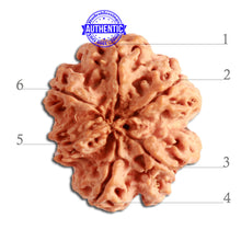 Load image into Gallery viewer, 6 Mukhi Rudraksha from Nepal - Bead No. 337
