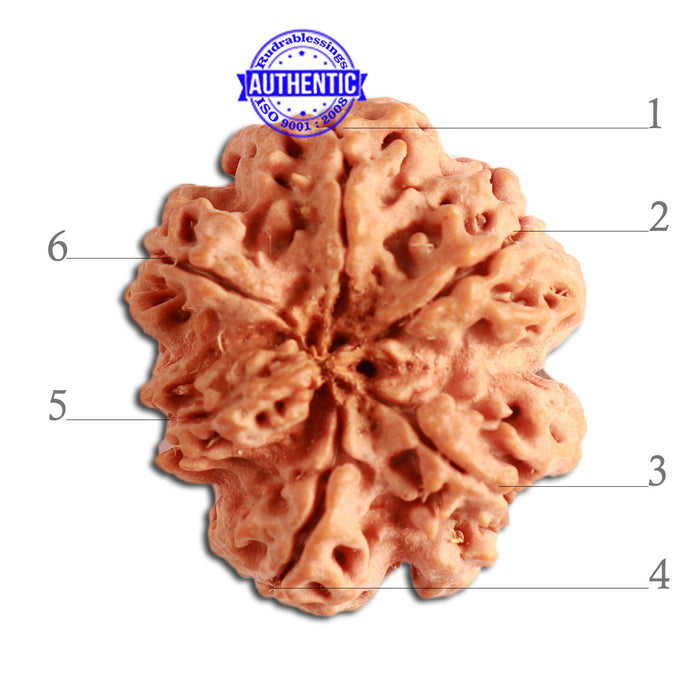 6 Mukhi Rudraksha from Nepal - Bead No. 337