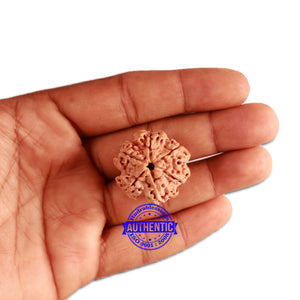 6 Mukhi Rudraksha from Nepal - Bead No. 339