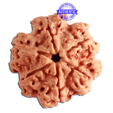 Load image into Gallery viewer, 6 Mukhi Rudraksha from Nepal - Bead No. 339
