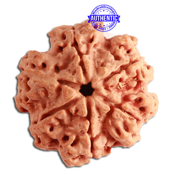 6 Mukhi Rudraksha from Nepal - Bead No. 339