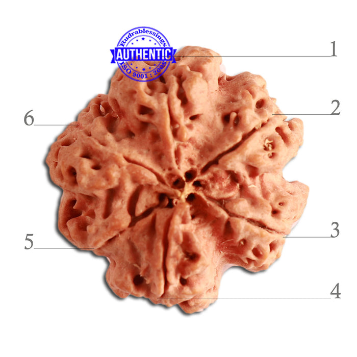 6 Mukhi Rudraksha from Nepal - Bead No. 339