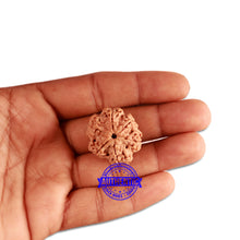 Load image into Gallery viewer, 6 Mukhi Rudraksha from Nepal - Bead No. 340
