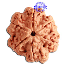 Load image into Gallery viewer, 6 Mukhi Rudraksha from Nepal - Bead No. 340
