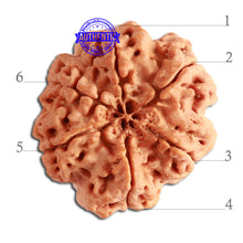 Load image into Gallery viewer, 6 Mukhi Rudraksha from Nepal - Bead No. 340
