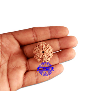 6 Mukhi Rudraksha from Nepal - Bead No. 341
