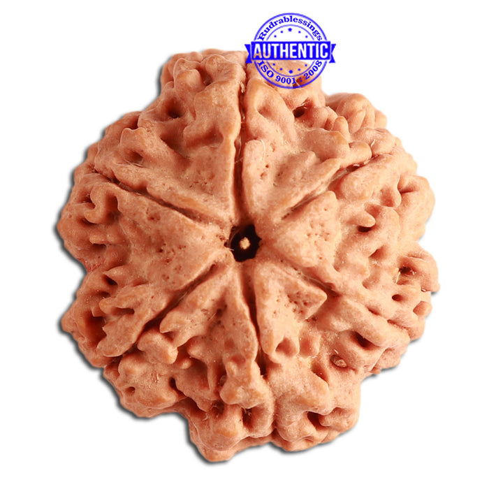 6 Mukhi Rudraksha from Nepal - Bead No. 341