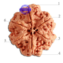 Load image into Gallery viewer, 6 Mukhi Rudraksha from Nepal - Bead No. 341
