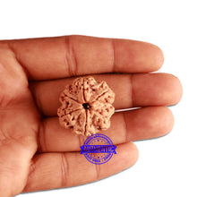 Load image into Gallery viewer, 6 Mukhi Rudraksha from Nepal - Bead No. 342
