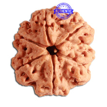 Load image into Gallery viewer, 6 Mukhi Rudraksha from Nepal - Bead No. 342
