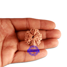 Load image into Gallery viewer, 6 Mukhi Rudraksha from Nepal - Bead No. 343
