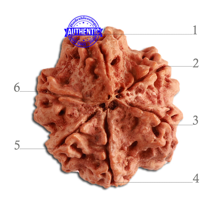 6 Mukhi Rudraksha from Nepal - Bead No. 343