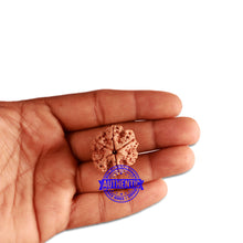 Load image into Gallery viewer, 6 Mukhi Rudraksha from Nepal - Bead No. 344
