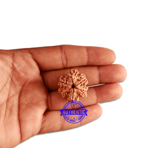 6 Mukhi Rudraksha from Nepal - Bead No. 345