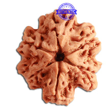 Load image into Gallery viewer, 6 Mukhi Rudraksha from Nepal - Bead No. 345
