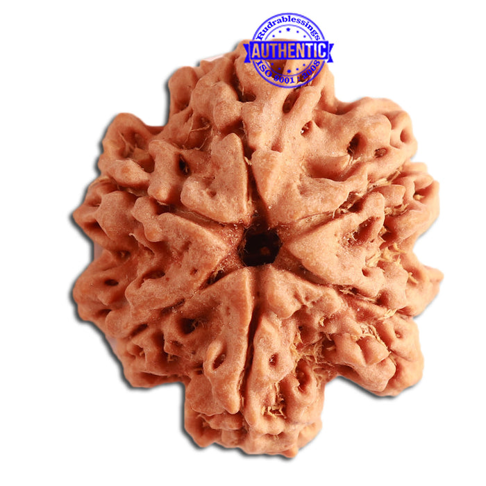 6 Mukhi Rudraksha from Nepal - Bead No. 345