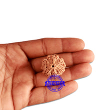 Load image into Gallery viewer, 6 Mukhi Rudraksha from Nepal - Bead No. 346
