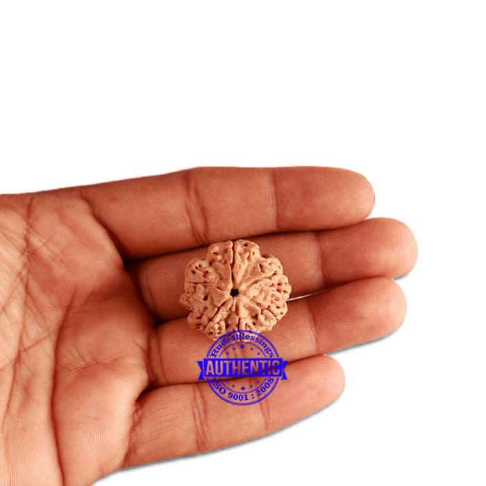 6 Mukhi Rudraksha from Nepal - Bead No. 346