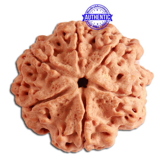 6 Mukhi Rudraksha from Nepal - Bead No. 346