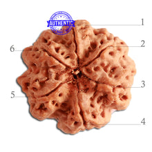 Load image into Gallery viewer, 6 Mukhi Rudraksha from Nepal - Bead No. 346
