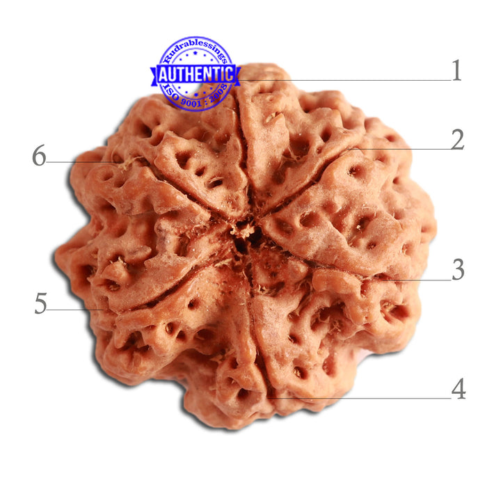 6 Mukhi Rudraksha from Nepal - Bead No. 346