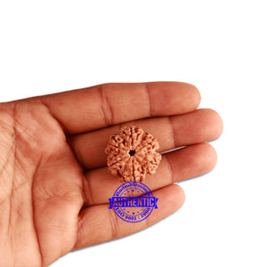 6 Mukhi Rudraksha from Nepal - Bead No. 347