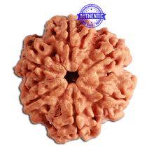 Load image into Gallery viewer, 6 Mukhi Rudraksha from Nepal - Bead No. 347
