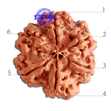 Load image into Gallery viewer, 6 Mukhi Rudraksha from Nepal - Bead No. 347
