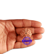 Load image into Gallery viewer, 6 Mukhi Rudraksha from Nepal - Bead No. 348
