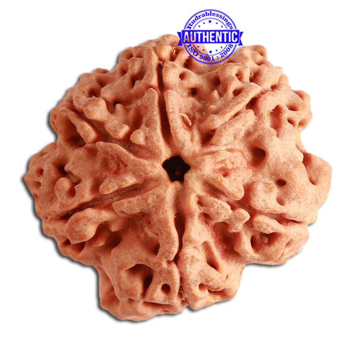 6 Mukhi Rudraksha from Nepal - Bead No. 348