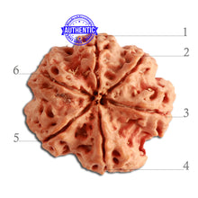 Load image into Gallery viewer, 6 Mukhi Rudraksha from Nepal - Bead No. 348
